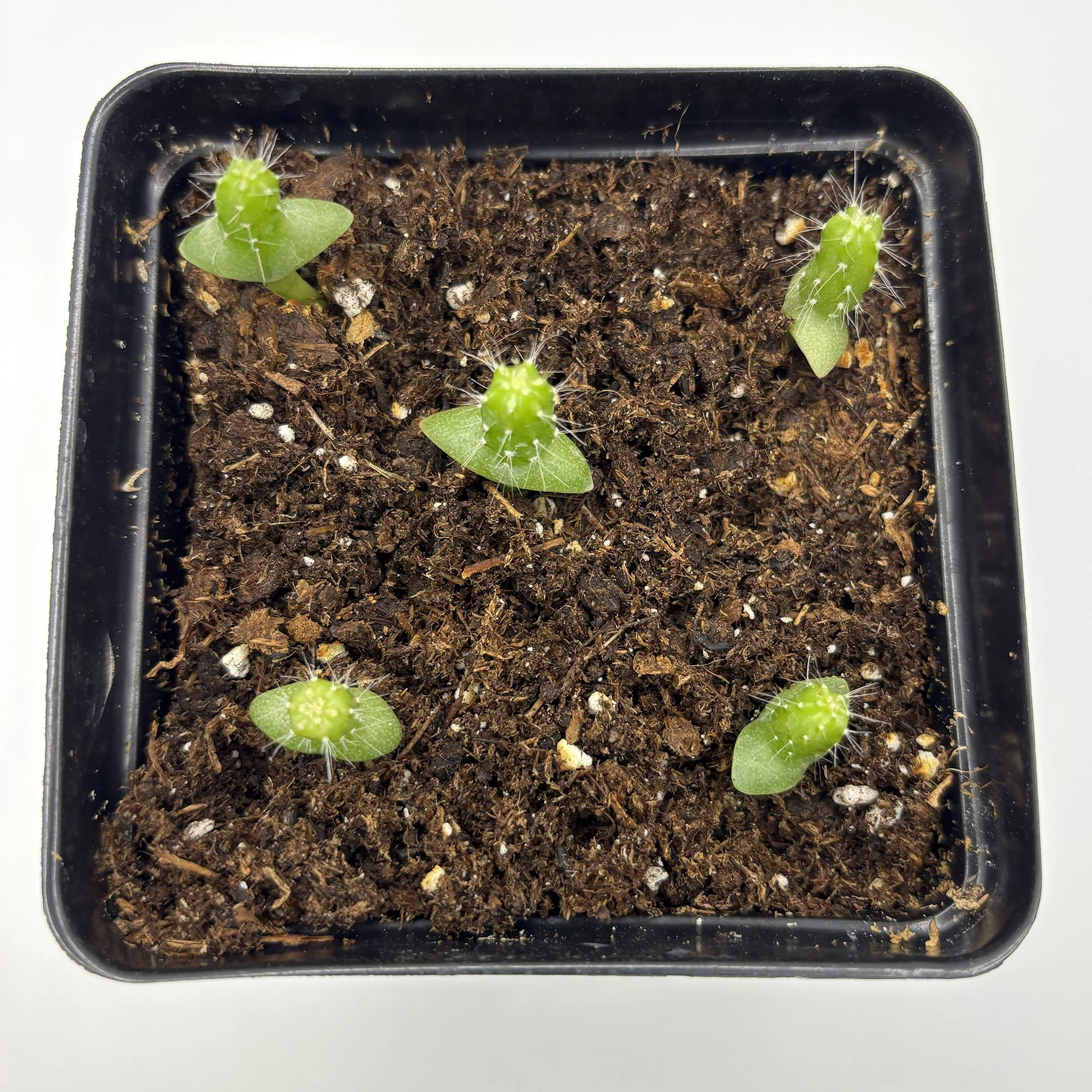 seedling soil 02.jpg