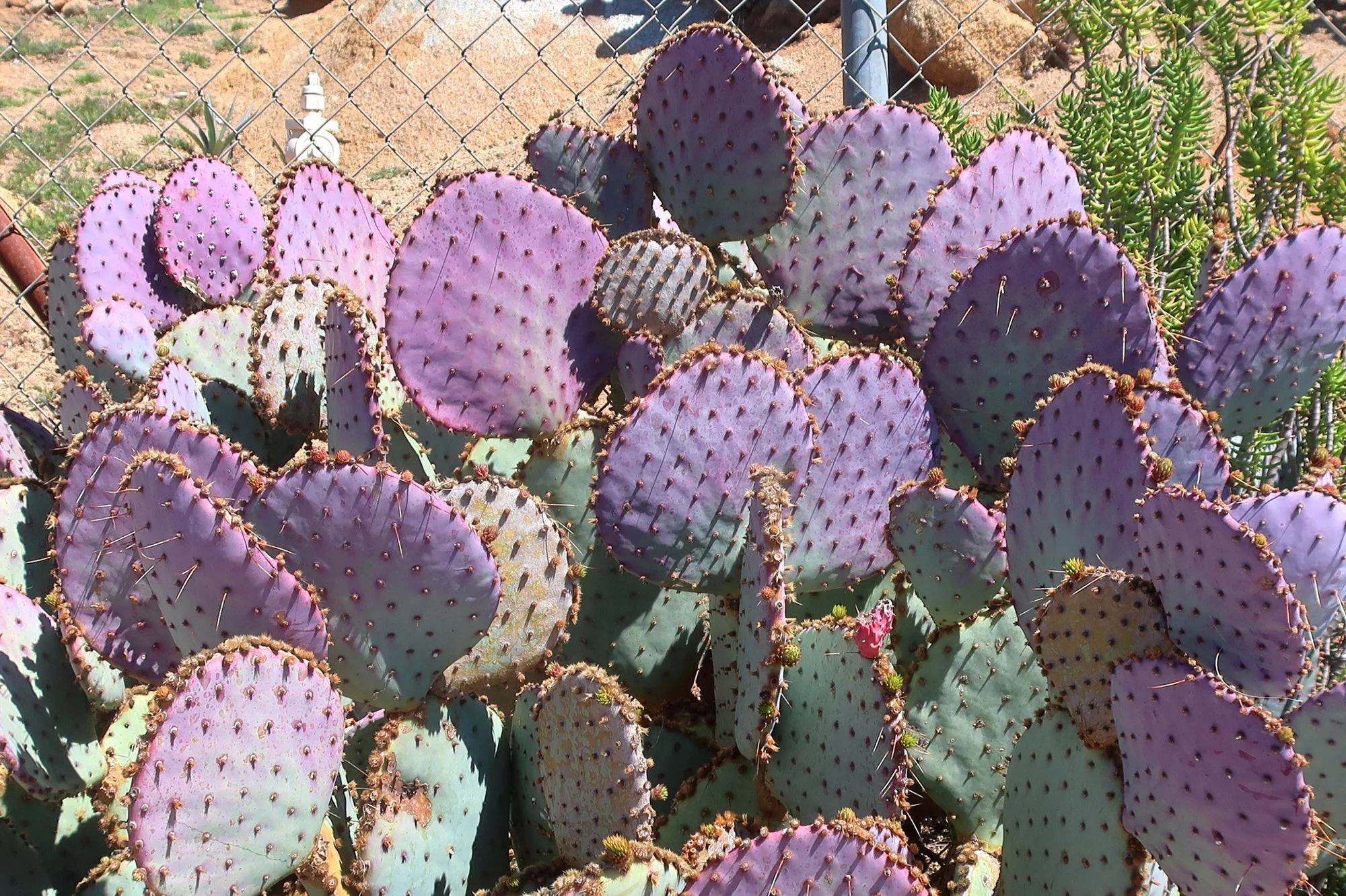 Opuntia santa-rita (Santa Rita Prickly Pear)