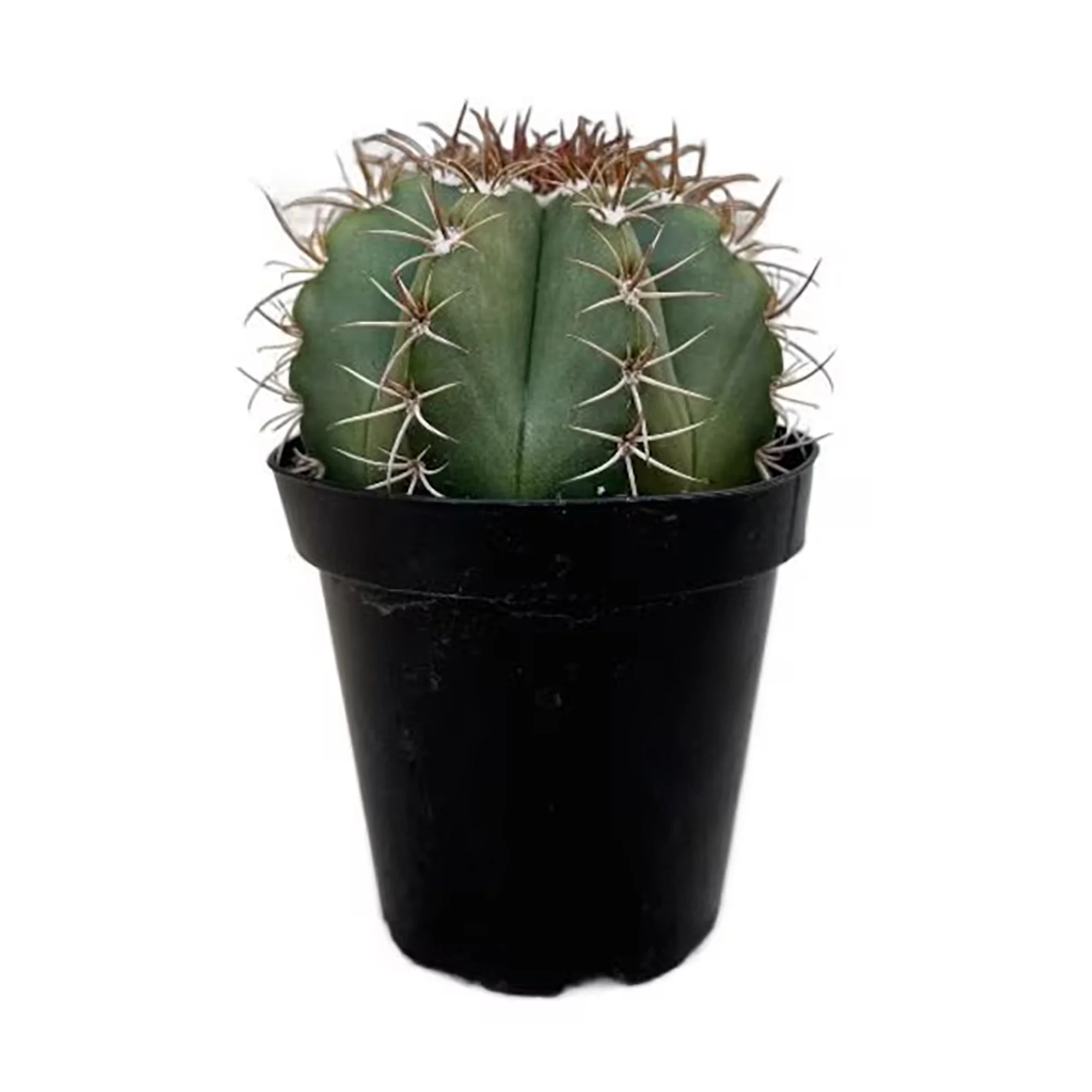 Melocactus conoideus 01.jpg