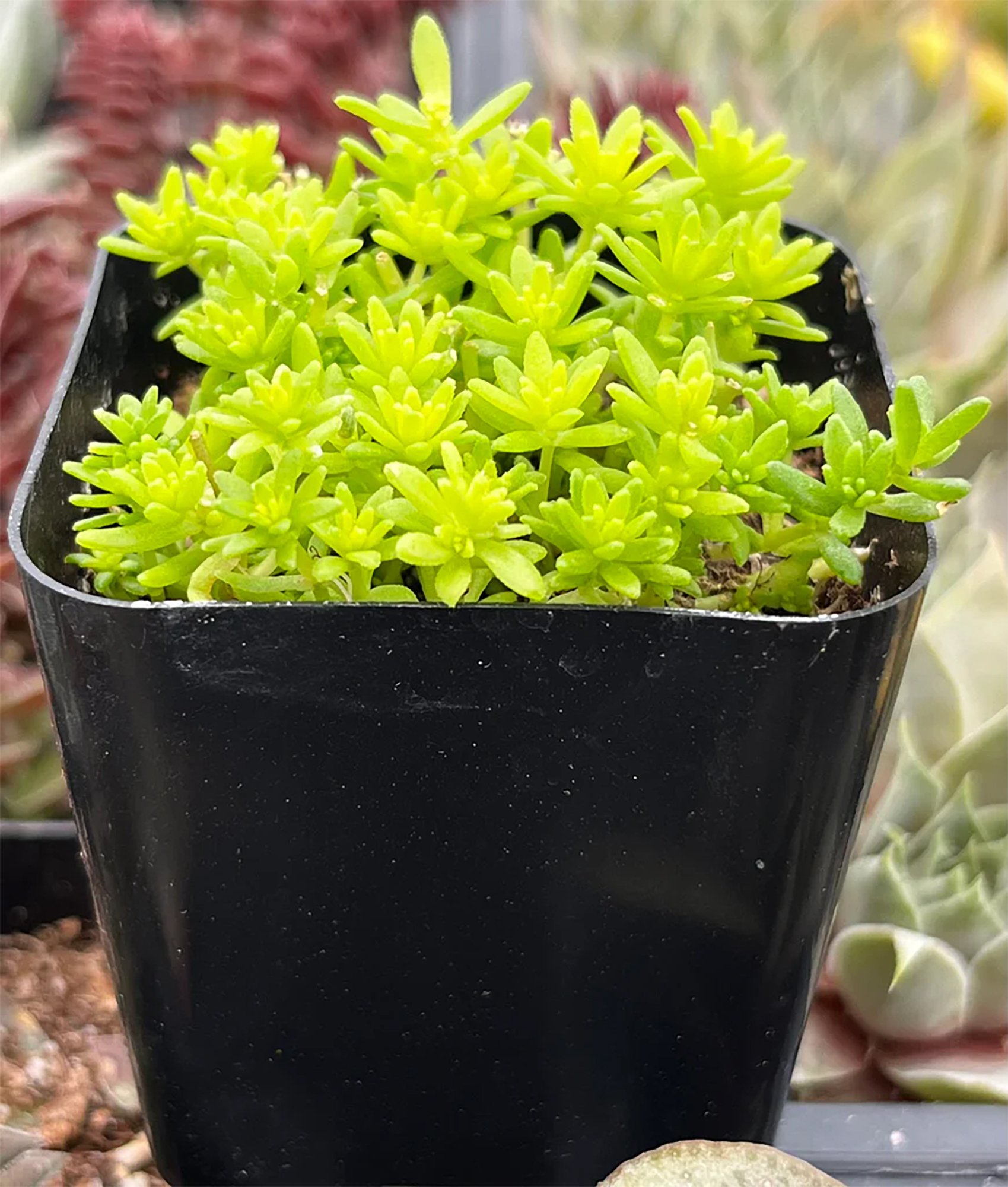 Sedum Tokyo Sun 02.jpg