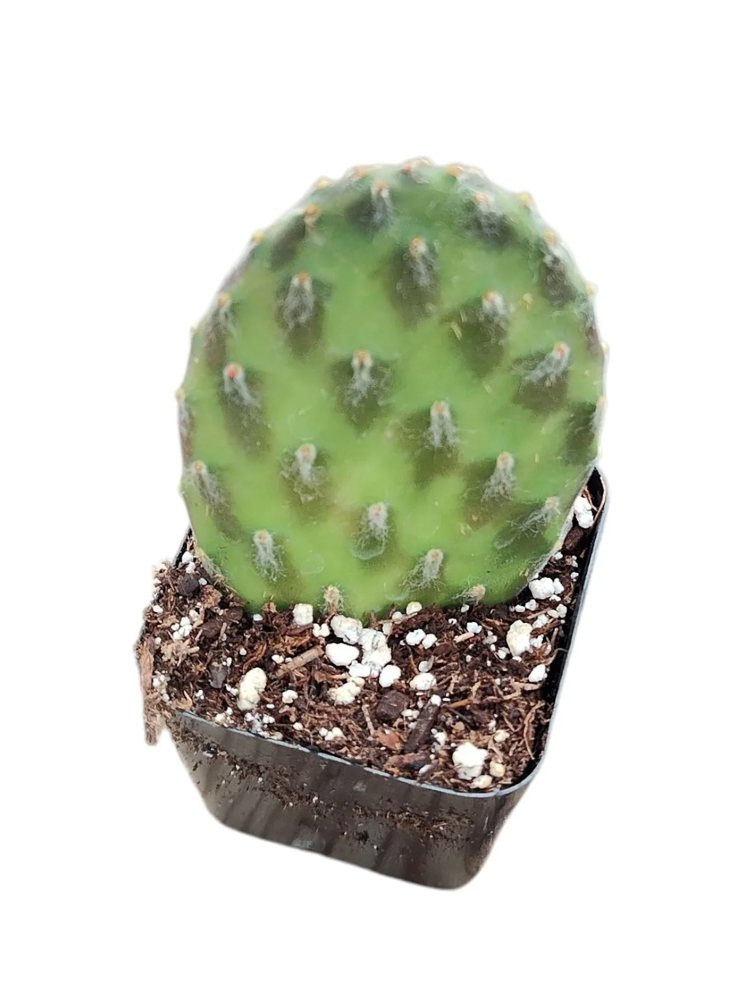 Opuntia decumbens 01.jpg
