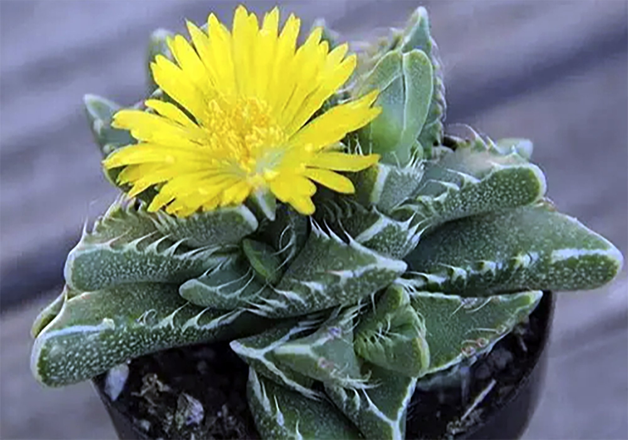 Faucaria tigrina 02.jpg
