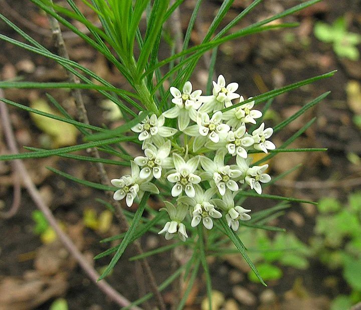 Asclepias linaria 01.jpg