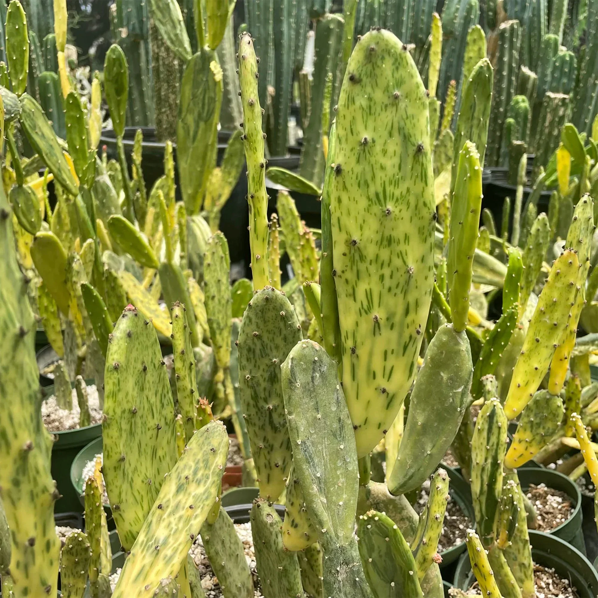 Opuntia ‘Sunburst’ Variegata (Variegated Sunburst Prickly Pear)