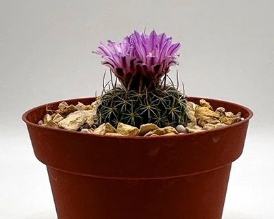 Stenocactus multicostatus 06.jpg