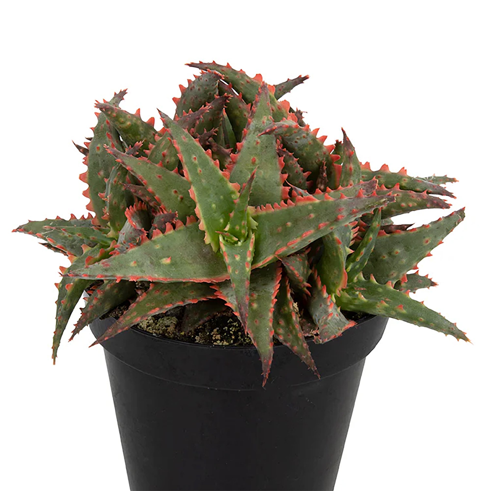 Aloe 'Christmas Sleigh' 03.jpg