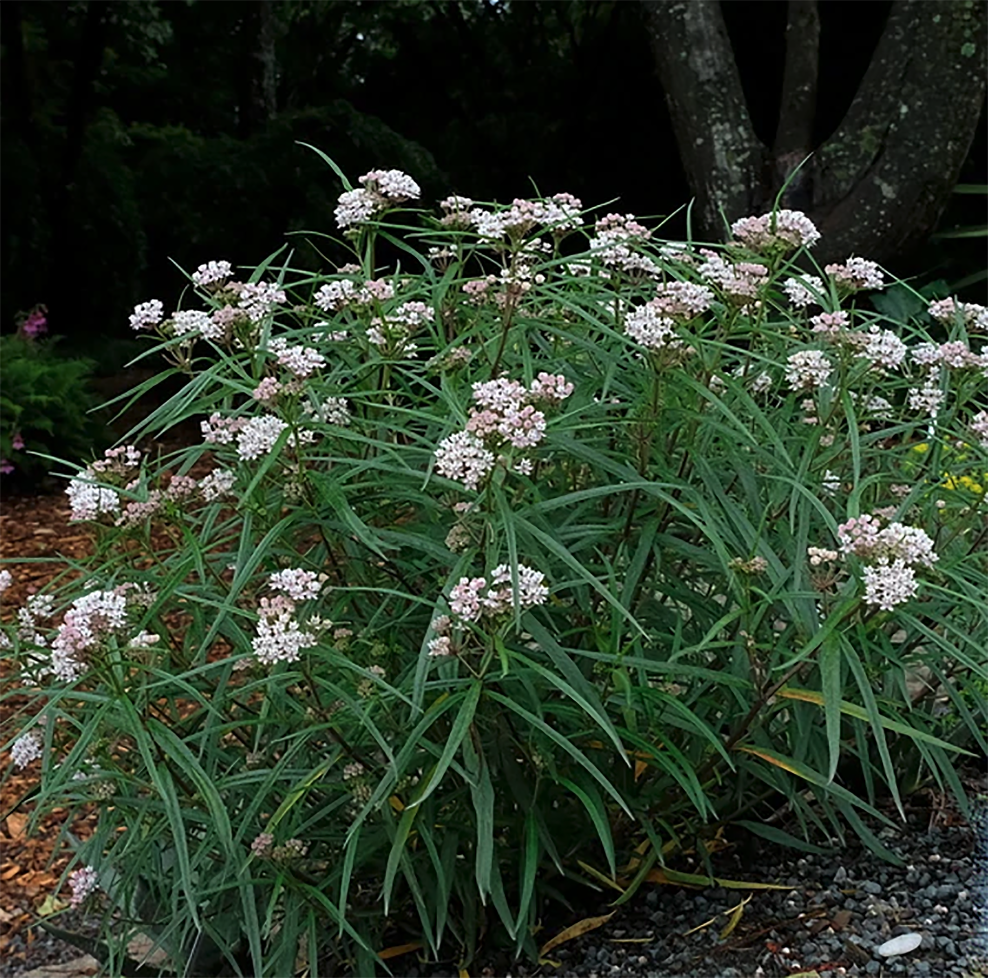 Asclepias angustifolia 03.png