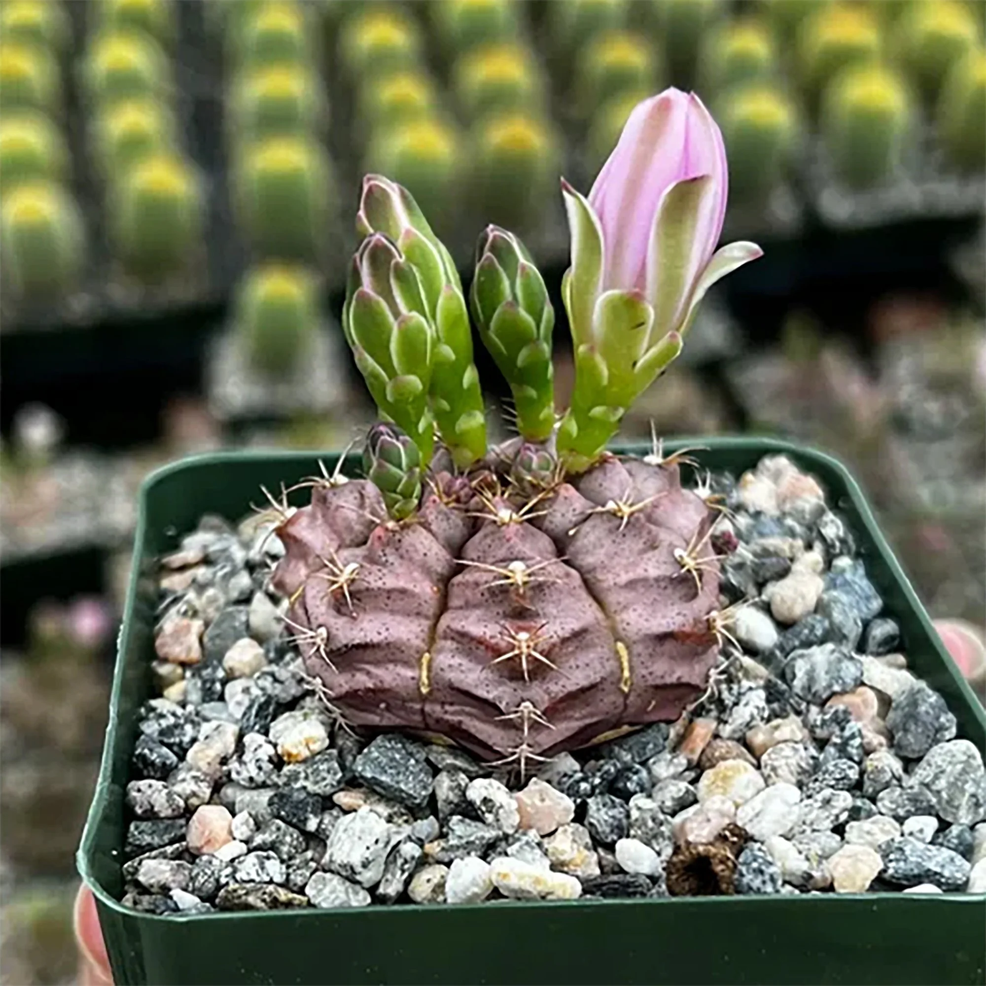 Gymnocalycium rotundulum 03.jpg