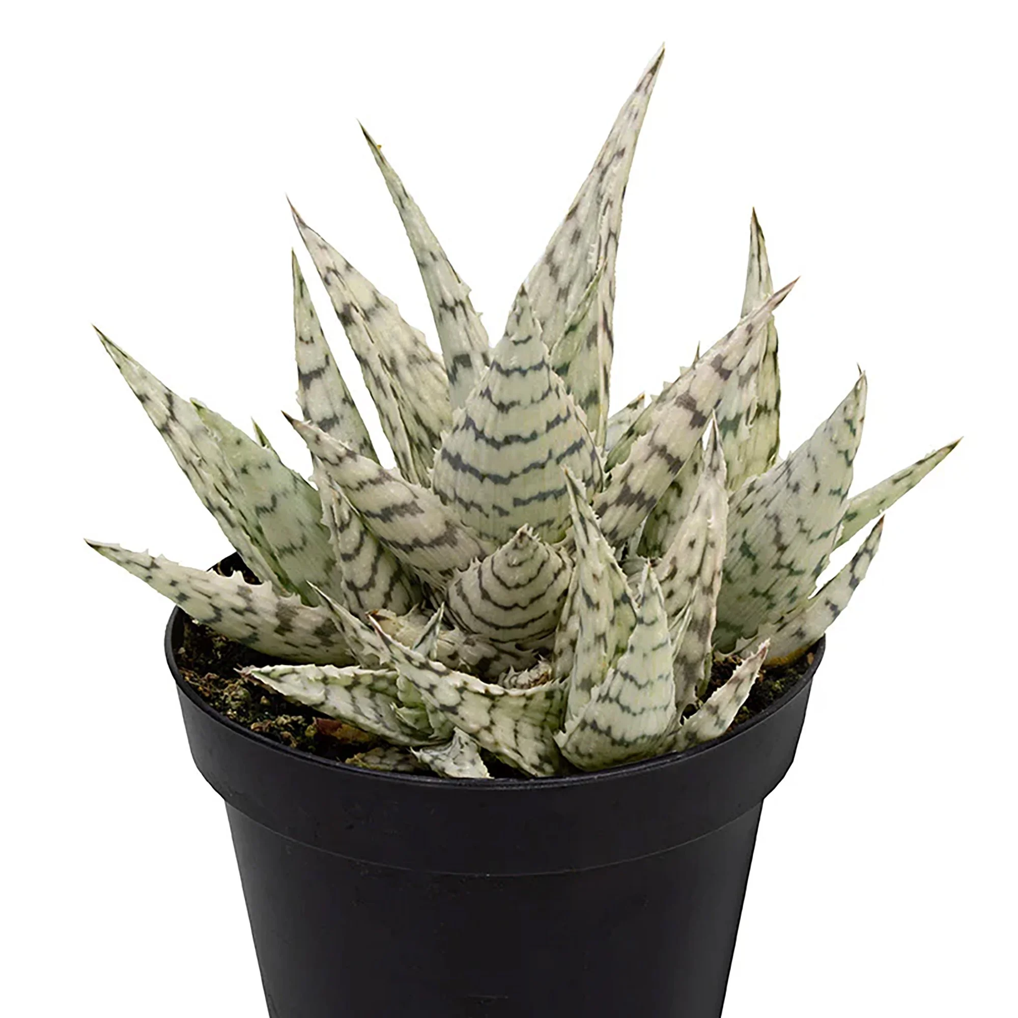 Aloe 'Blizzard' 01.jpg