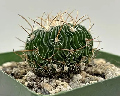 stenocactus multicostatus 01.jpg