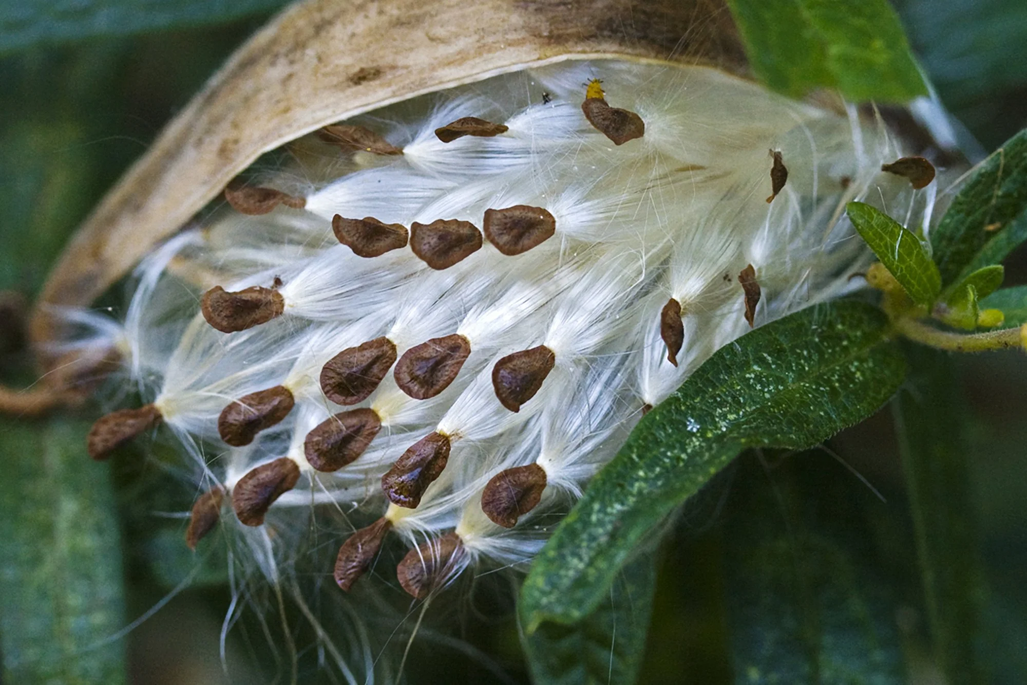Close-up of a cotton seed pod with white fibers and brown seeds inside surrounded by green leaves.