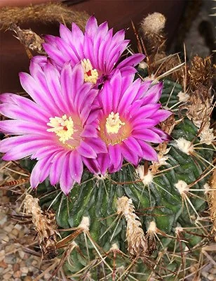 stenocactus multicostatus 03.jpg