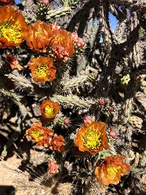 Cylindropunta  anathocarpa 01.jpg