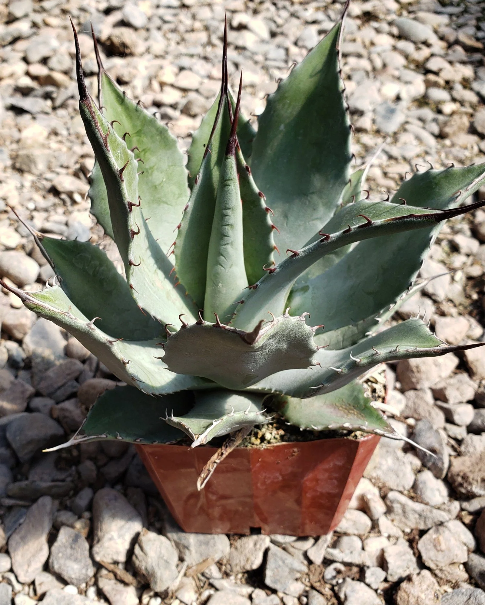 Agave parryi var. huachucensis 01.jpg