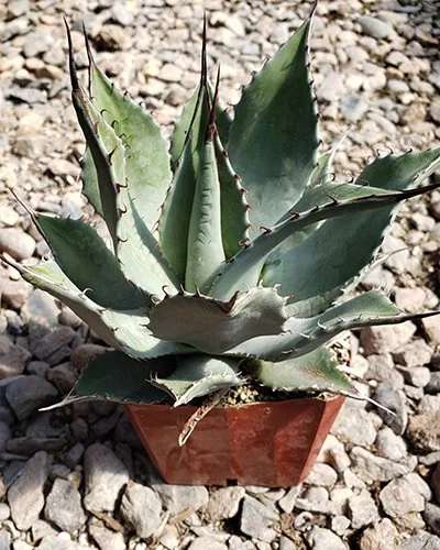 Agave parryi var. huachucensis 01.jpg