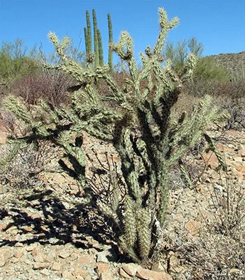 Cylindropuntia acanthocarpa (Buckhorn Cholla)