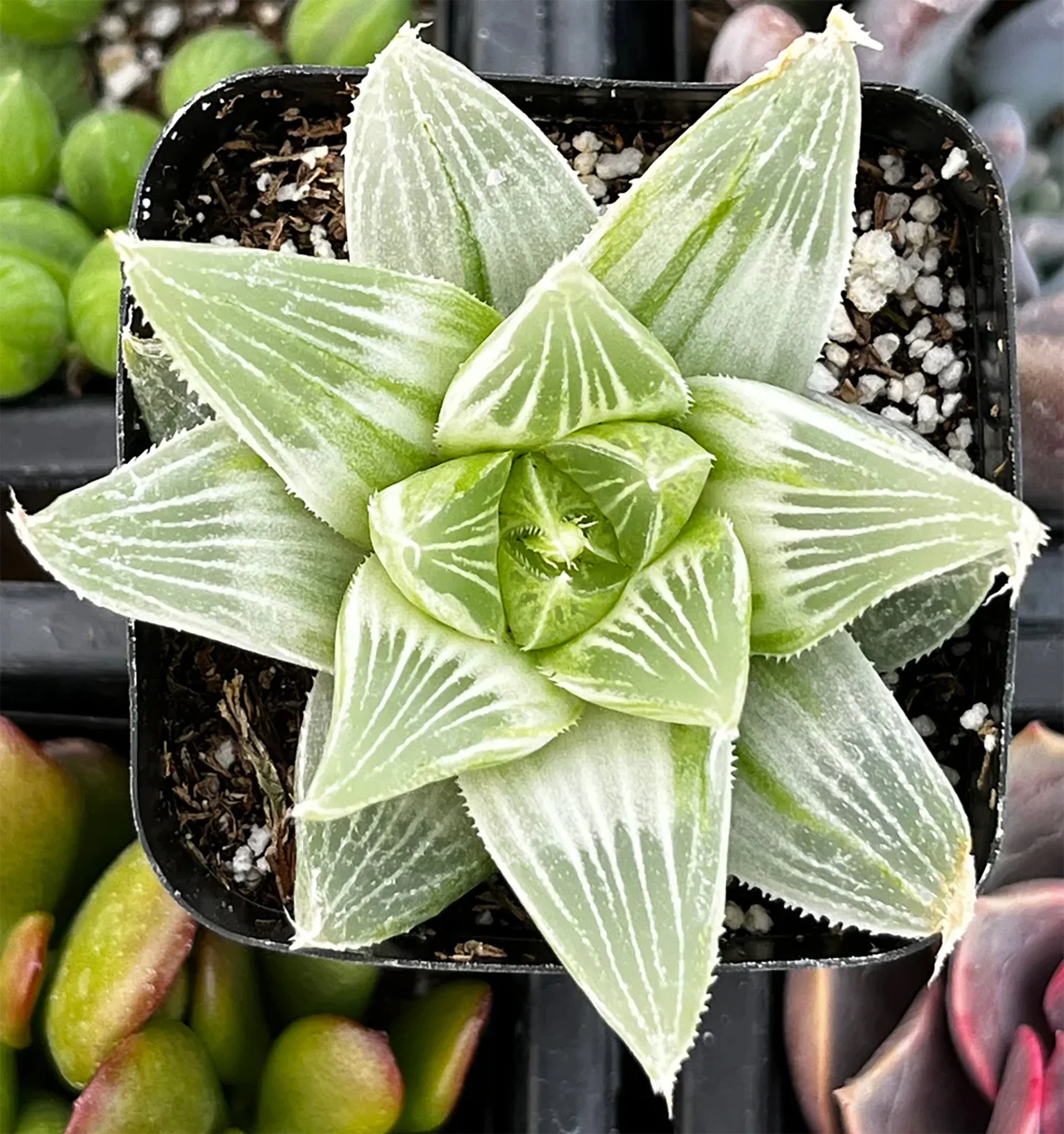 haworthia retusa white ghost 01.jpg