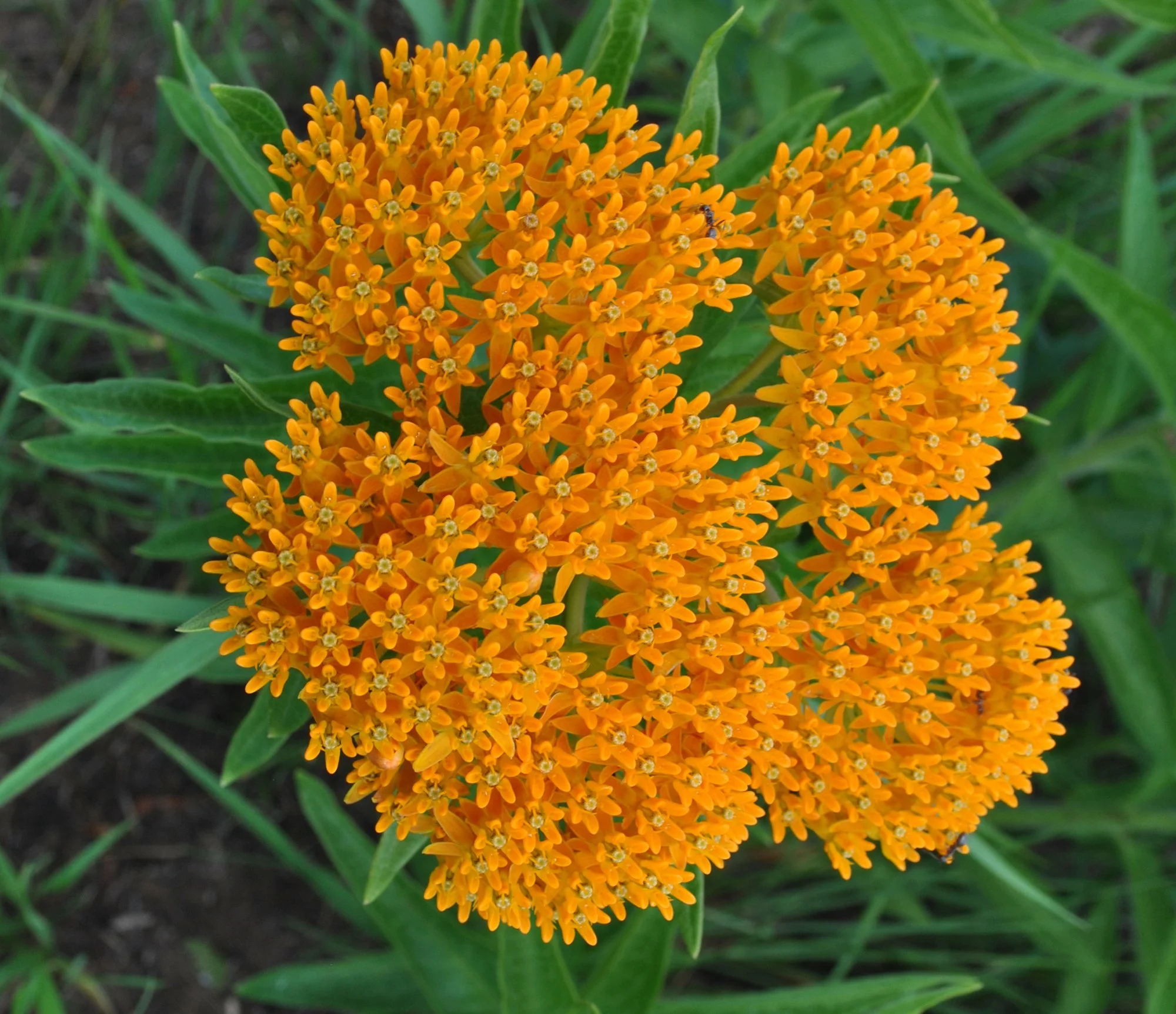 Asclepias tuberosa 01.jpg