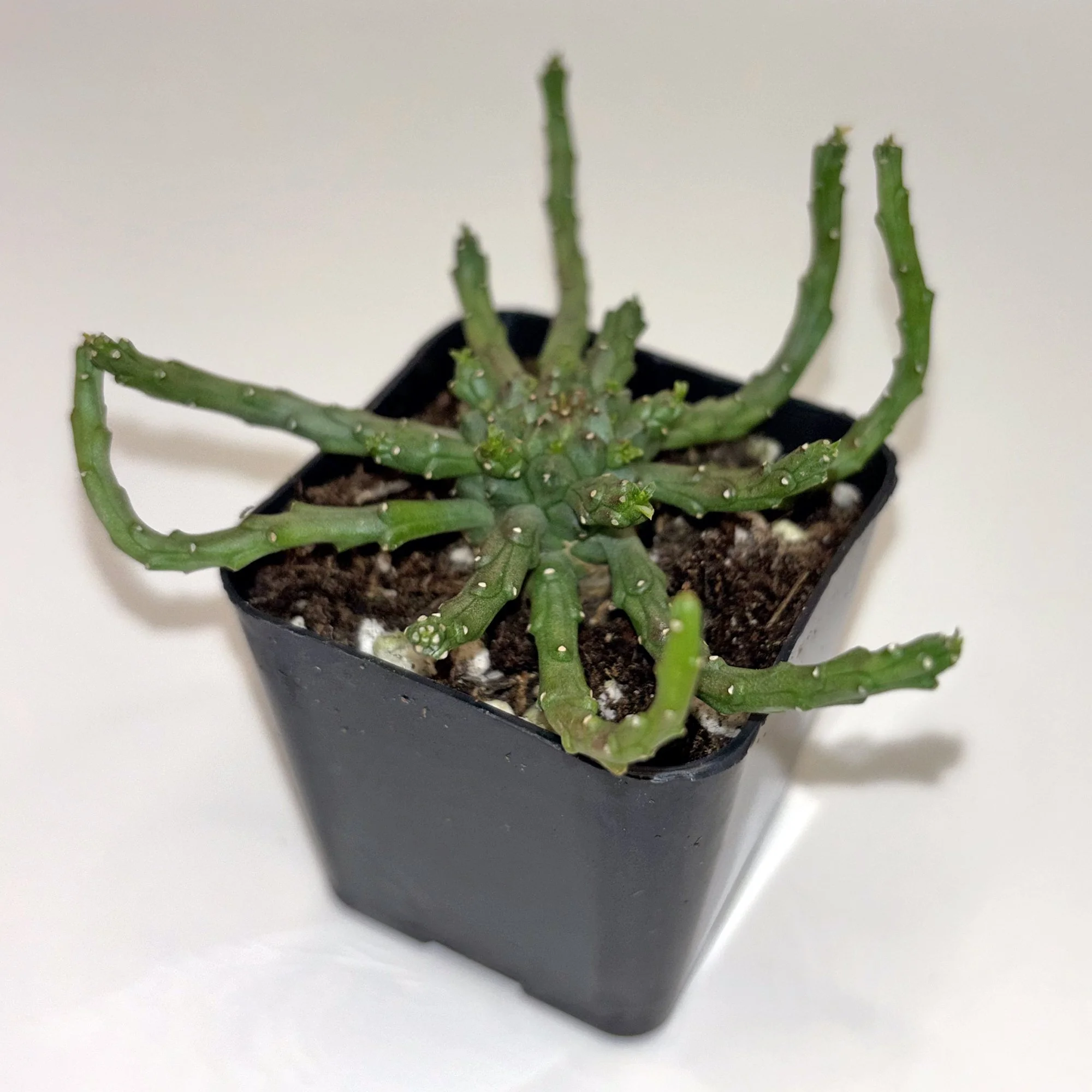 Euphorbia caput-medusae 01.jpg