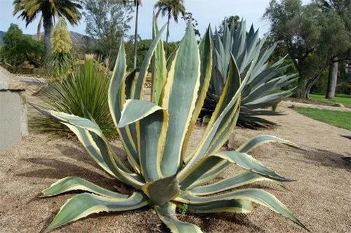 Agave americana ‘Variegata’ (Variegated Century Plant)
