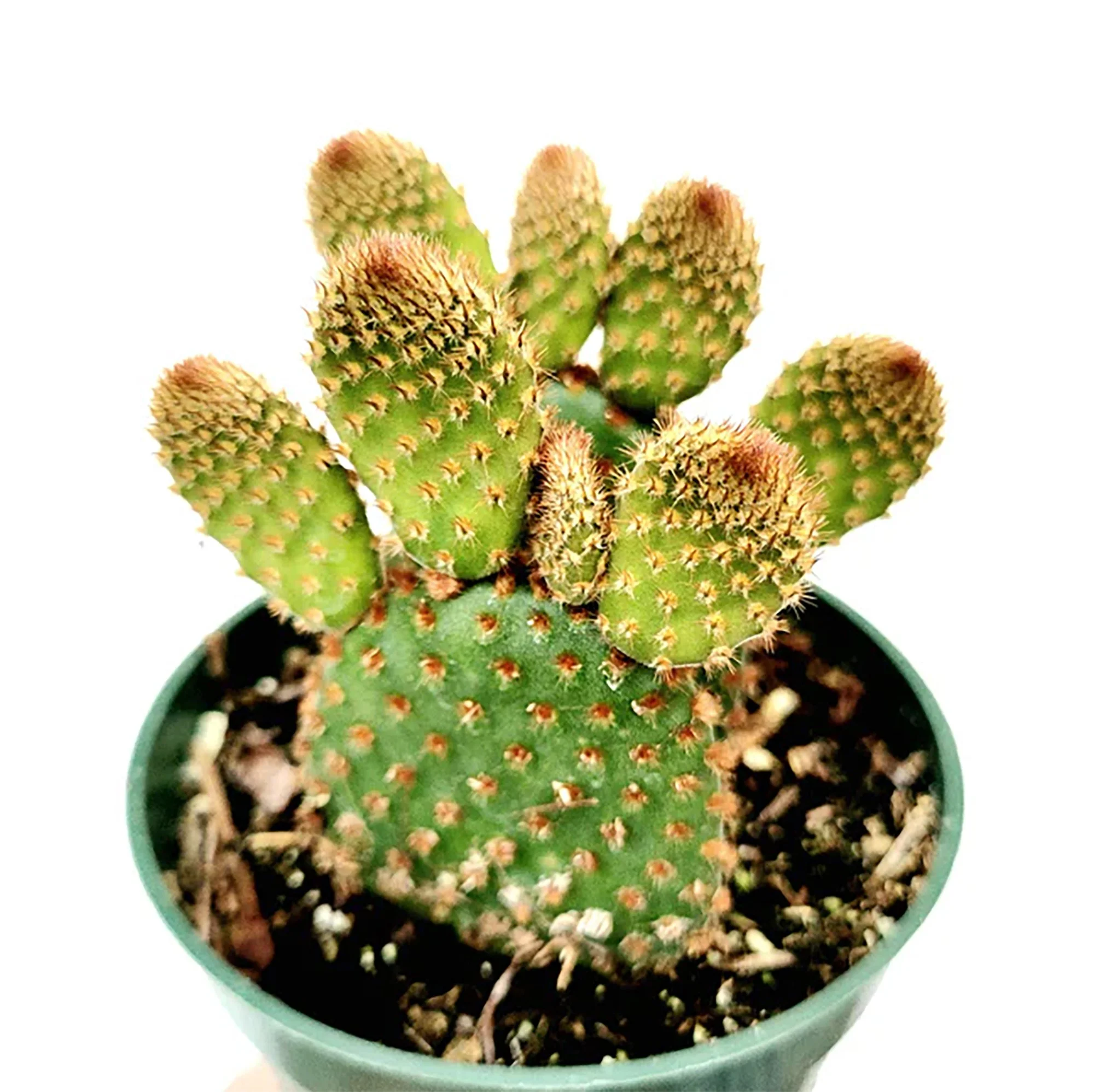 Opuntia microdasys subsp. rufida 01.jpg
