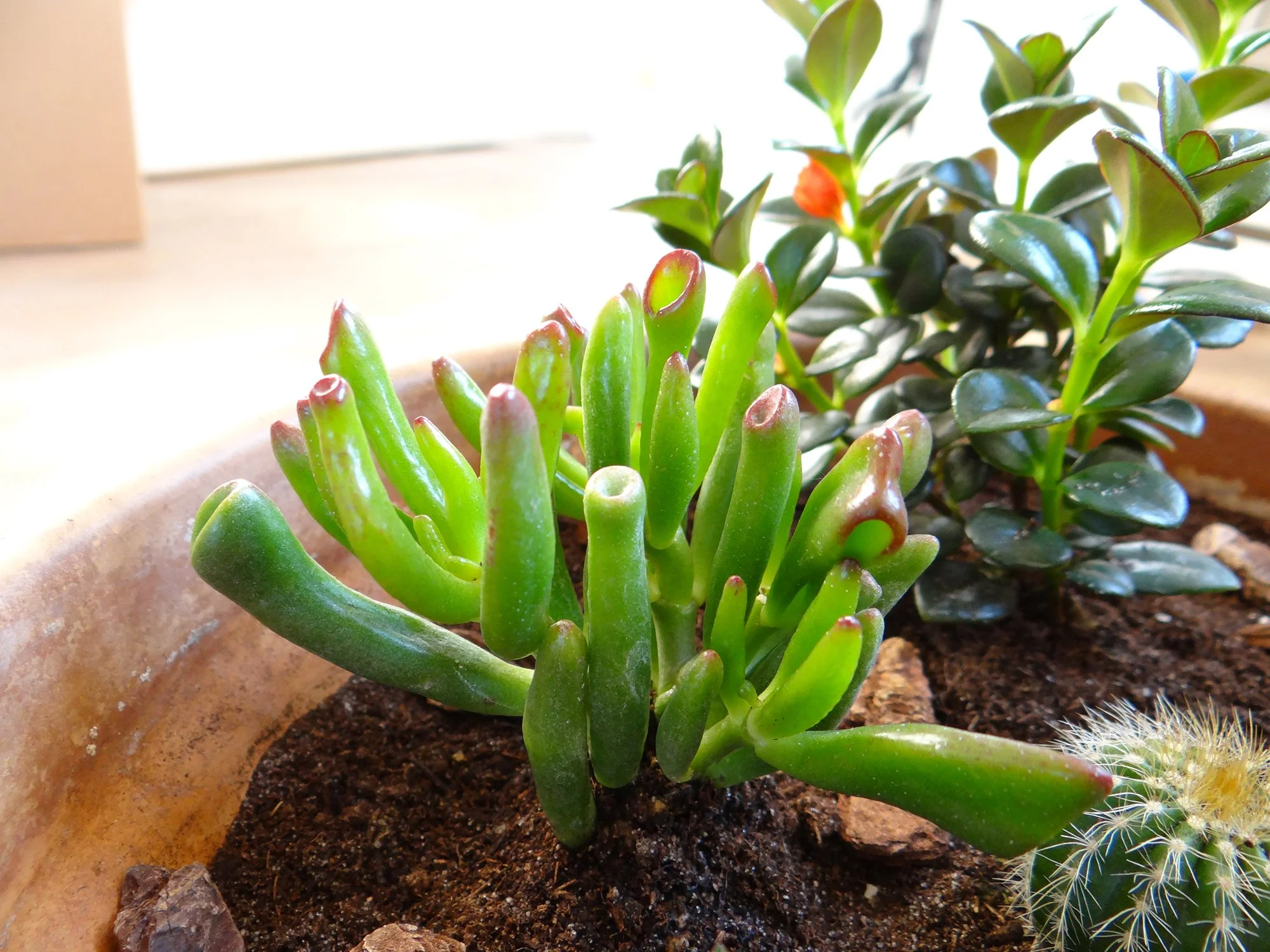 Crassula ovata 'Gollum' 01.jpg
