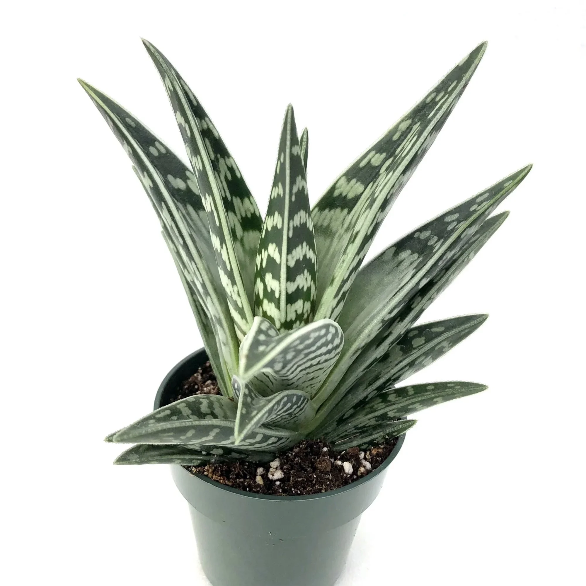 Aloe variegata 01.jpg