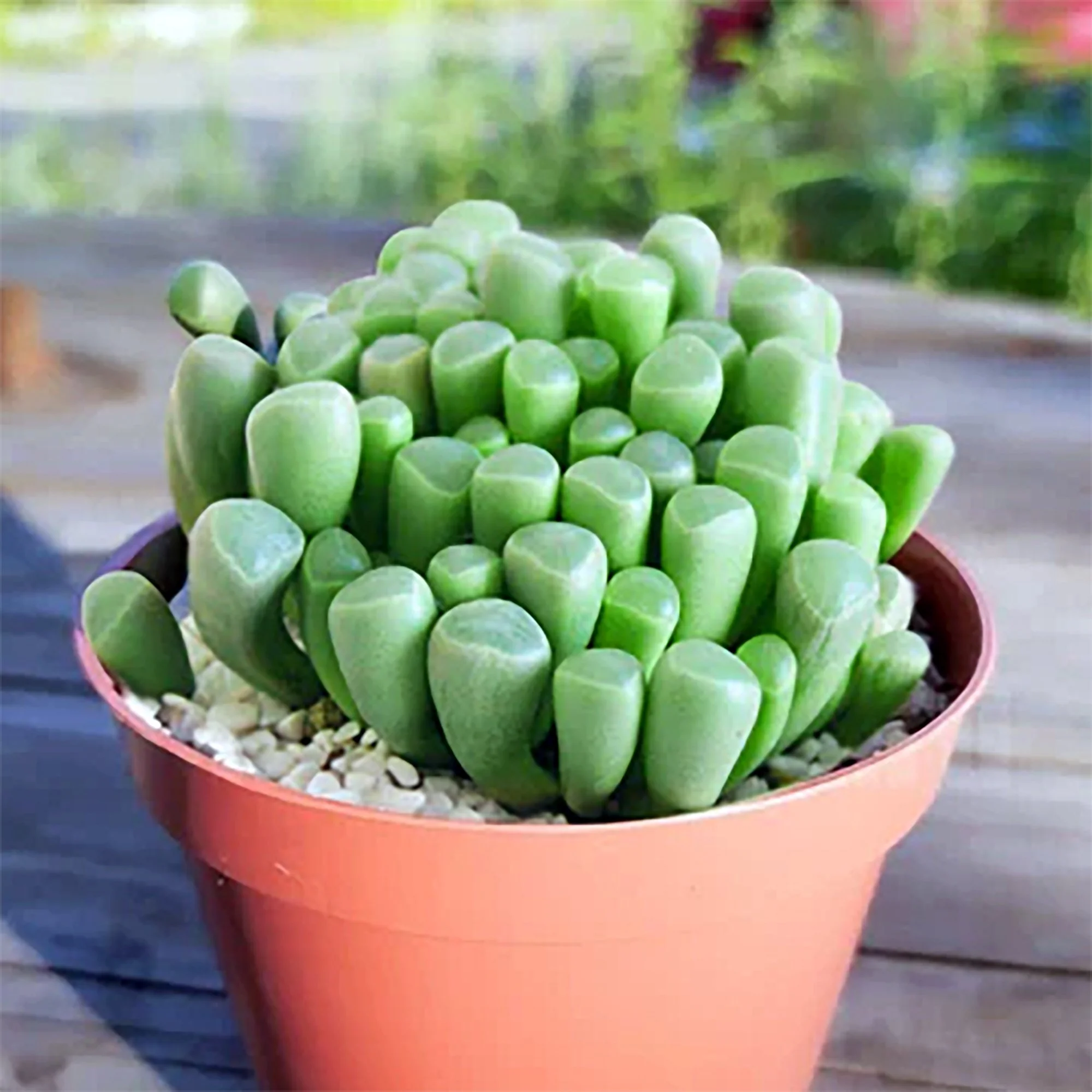 Fenestraria aurantiaca 03.jpg