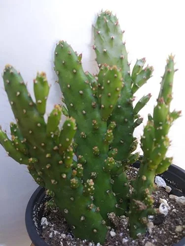 Opuntia monacantha ‘Maverick’ (Maverick Prickly Pear)