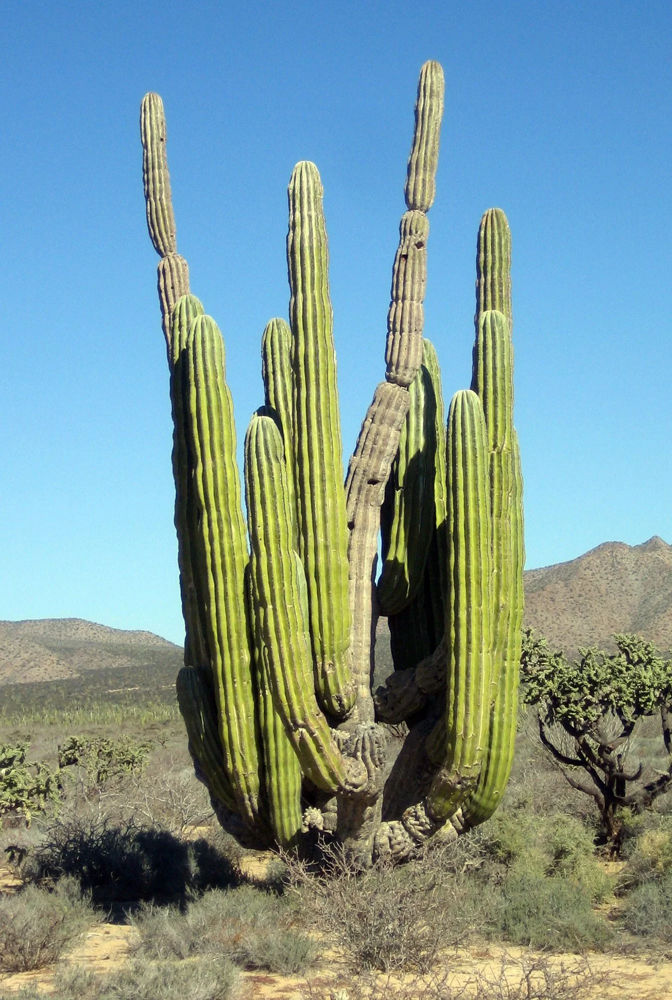 Pachycereus pringlei (Cardón Cactus)