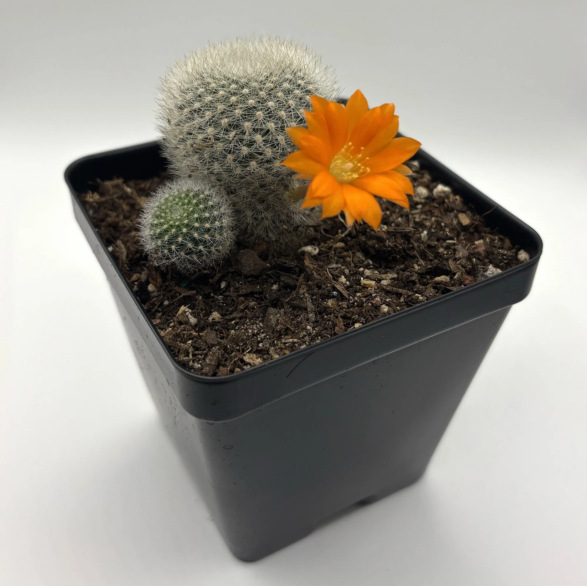 Rebutia muscula 01.jpg