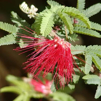 Calliandra californica 01.jpg