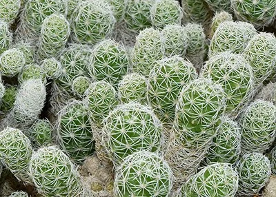 mammilaria gracilis 02.jpg