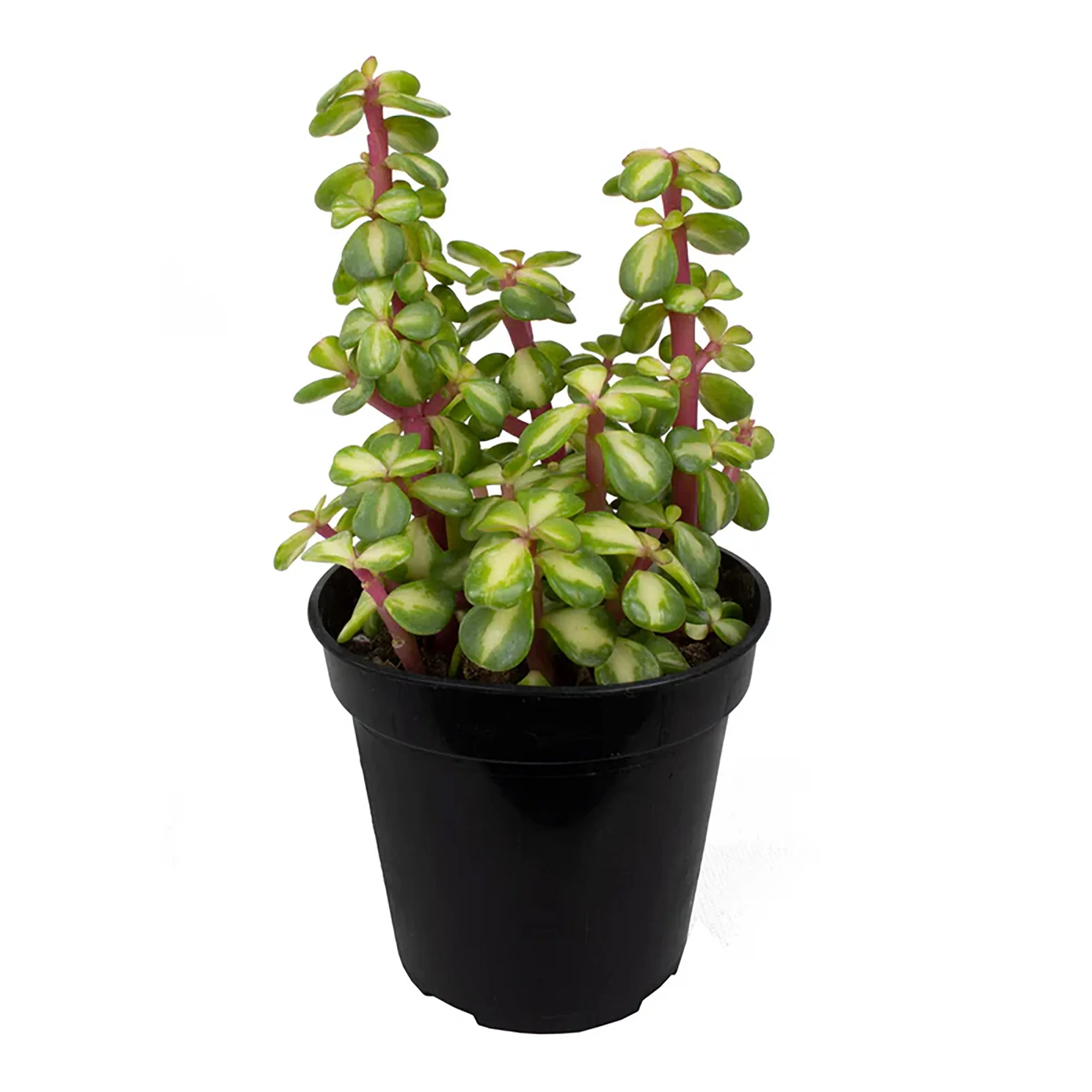 Portulacaria afra 'Medio-picta'  (Variegated Elephant Bush)