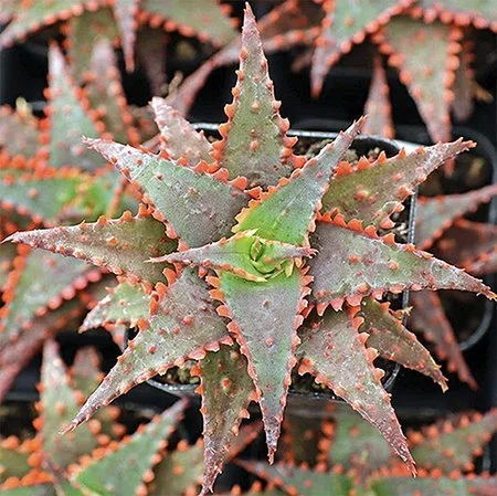 Aloe 'Christmas Sleigh' (Hybrid Aloe)