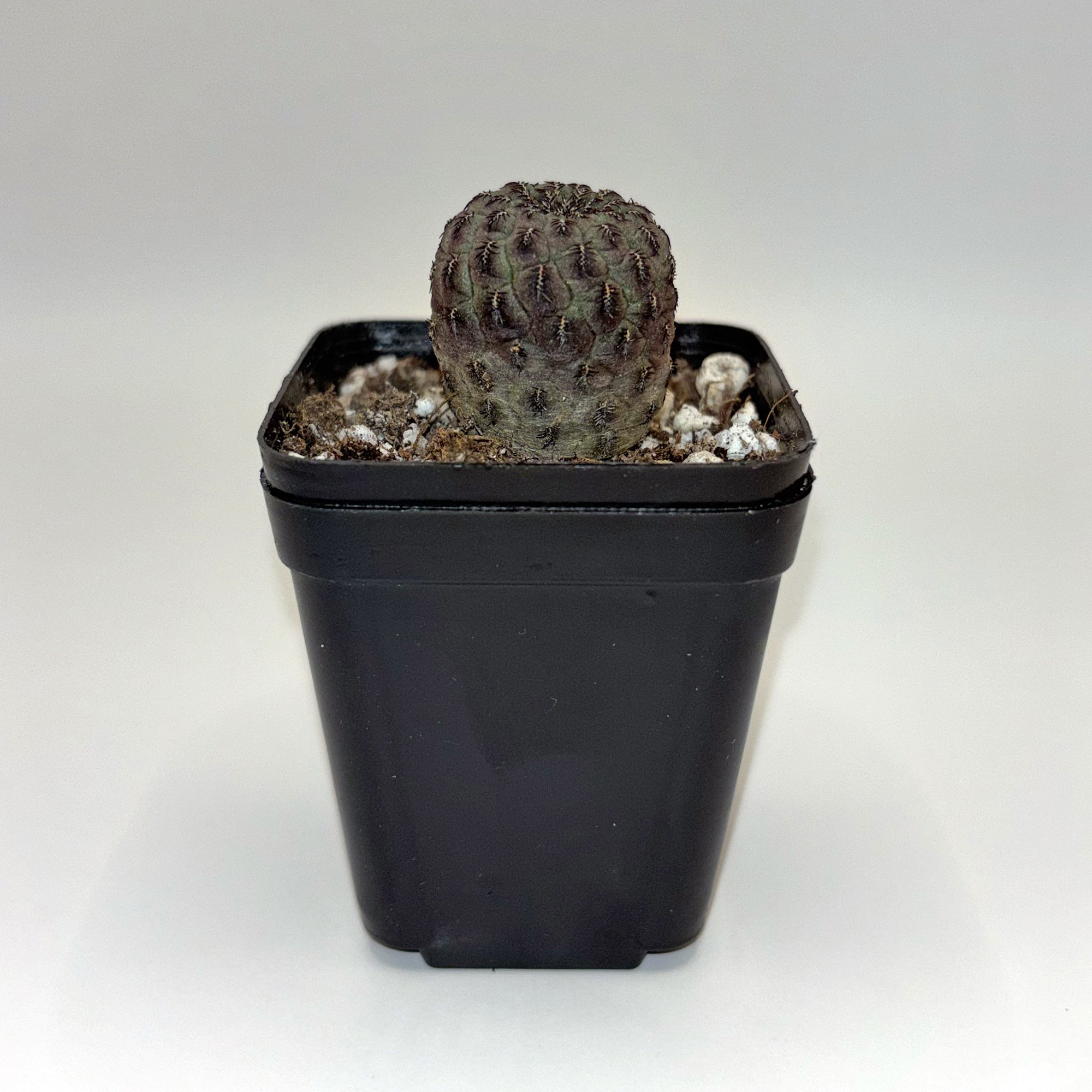 Sulcorebutia rauschii 01.jpg