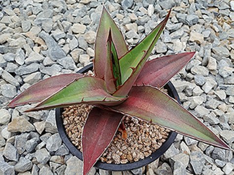 Agave kerchovei 'Huajuapan Red' 01.jpg