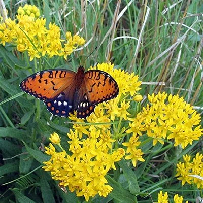Asclepias tuberosa, yellow (Butterfly Weed) Seeds