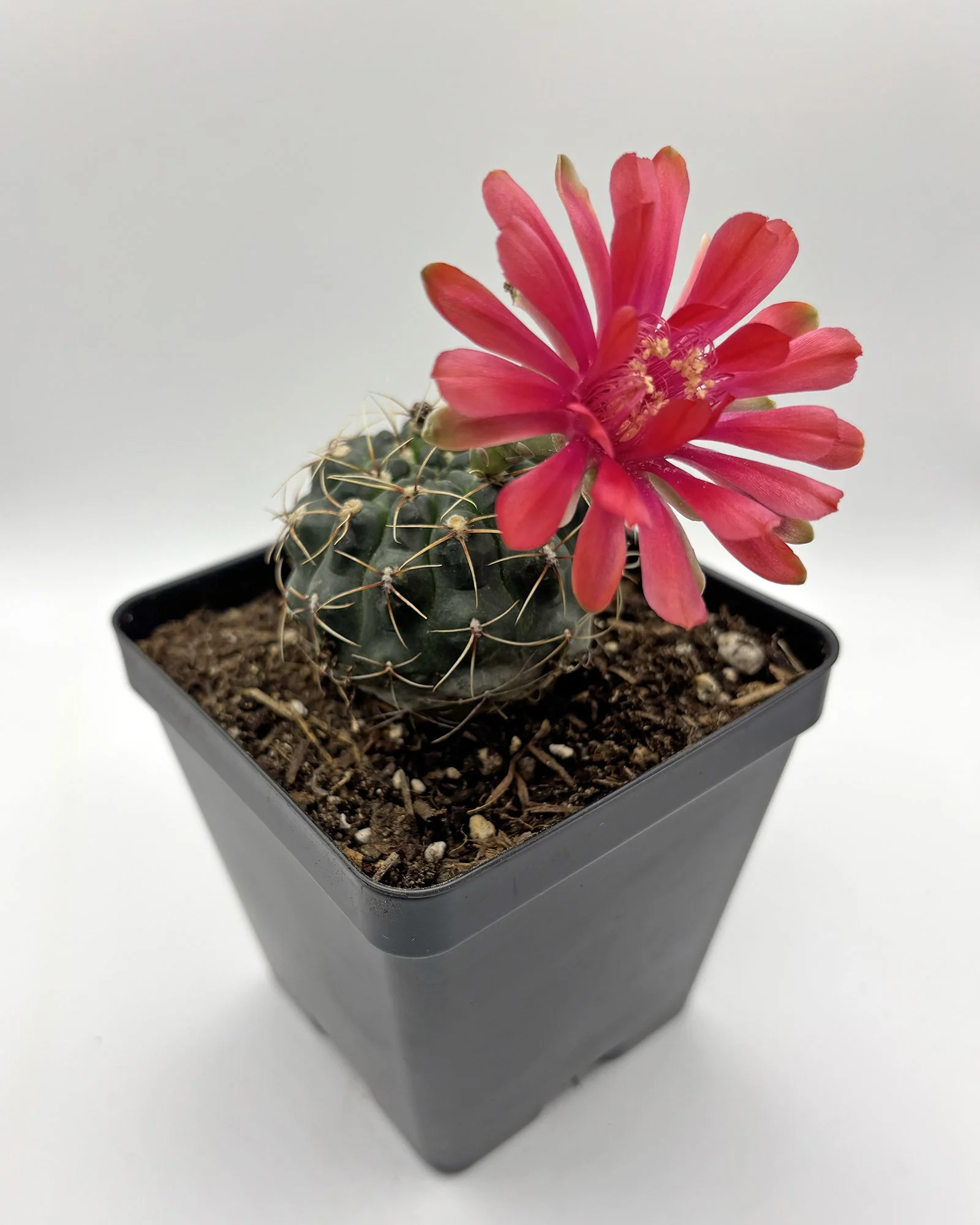 gymnocalycium baldianum 01.jpg