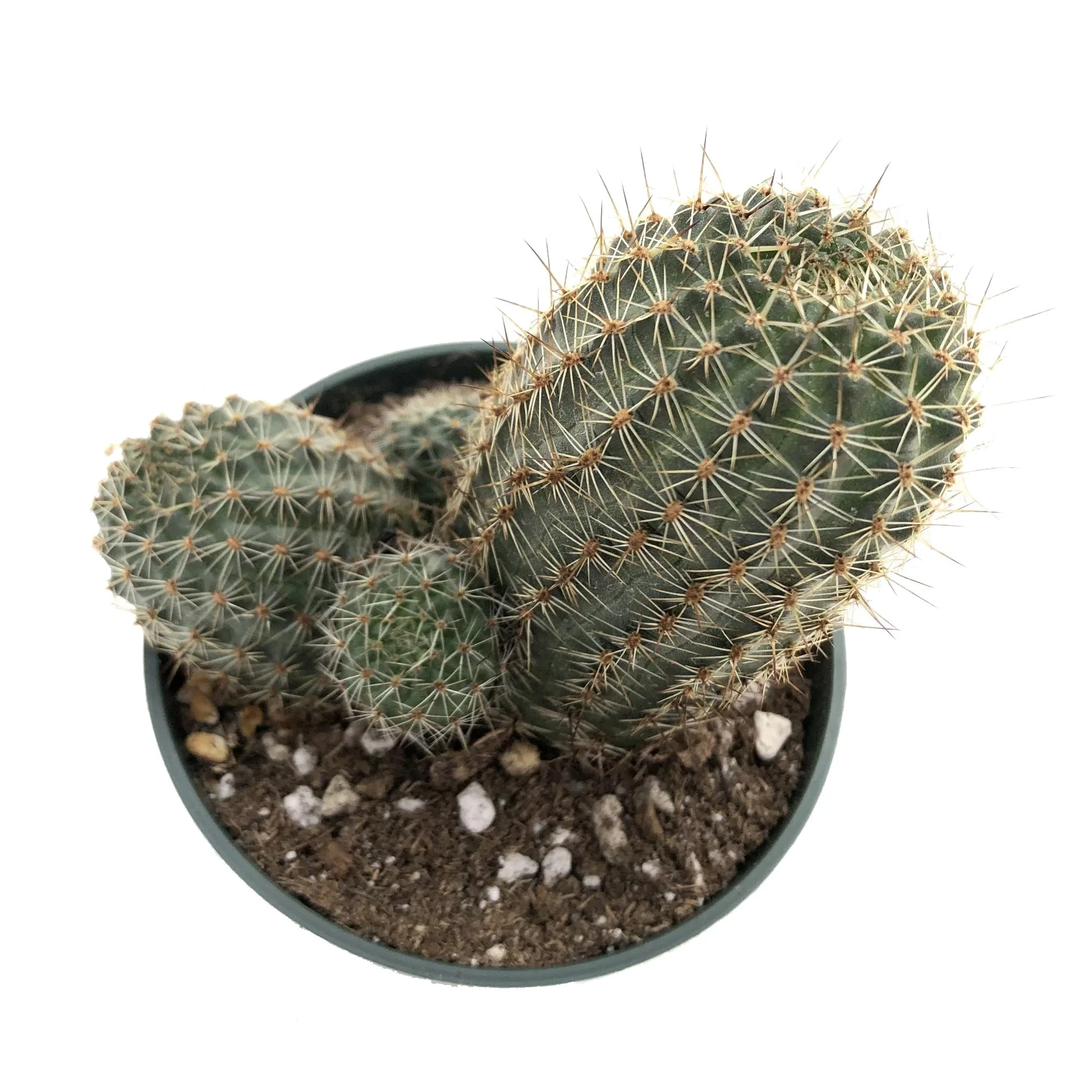 rebutia brunescens 02.jpg