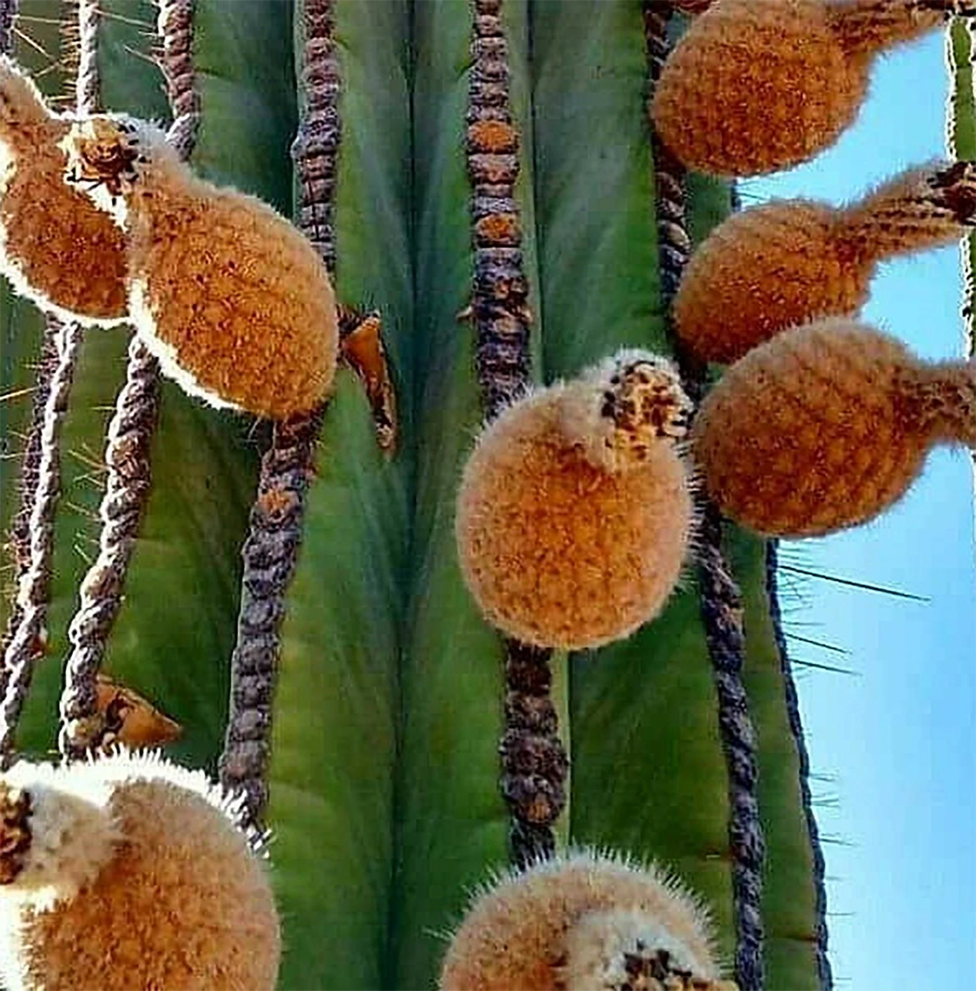 Pachycereus pringlei 06.jpg