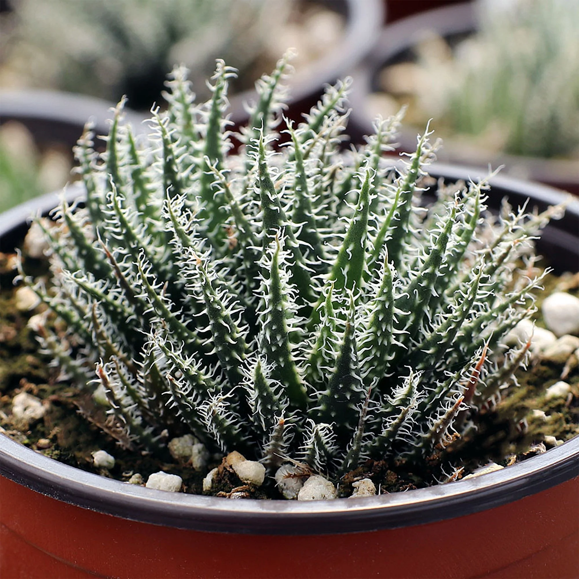 Aloe haworthioides 01.jpg