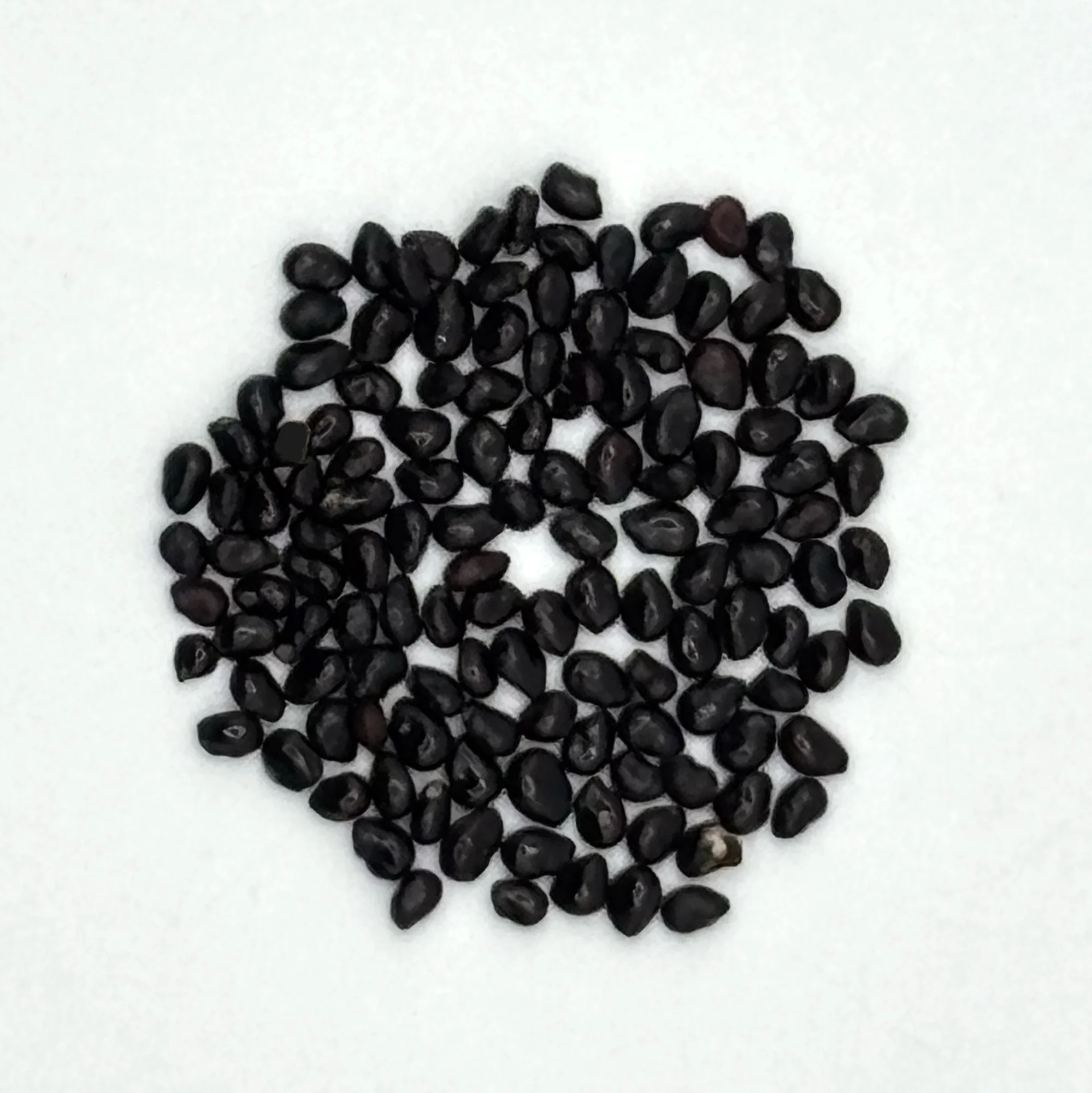 Carnegiea gigantea seeds.jpg