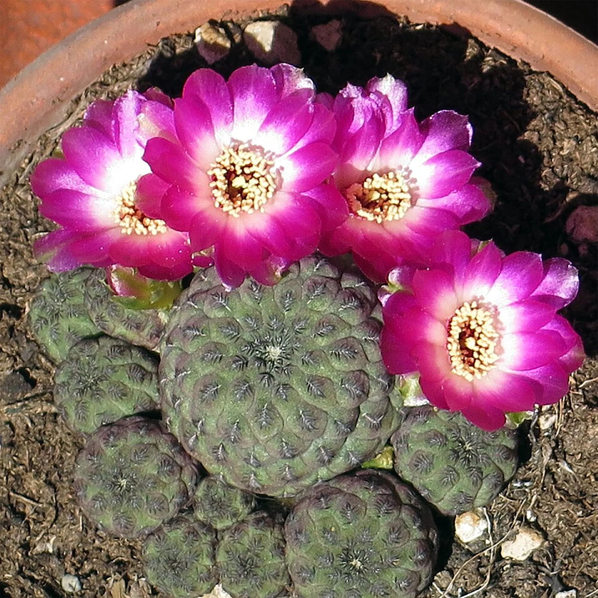 Sulcorebutia rauschii 03.jpg