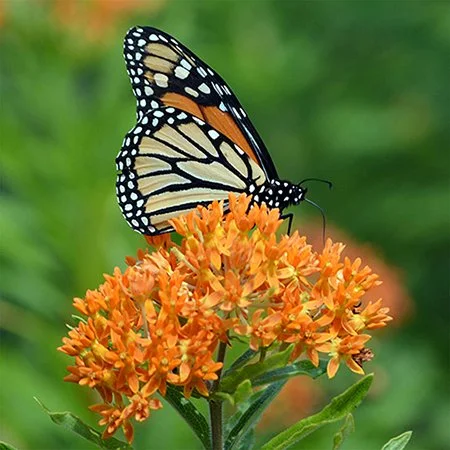 Asclepias tuberosa, orange (Butterfly Weed) Seeds