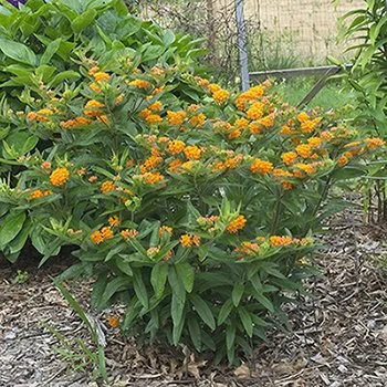 Asclepias tuberosa 02.jpg