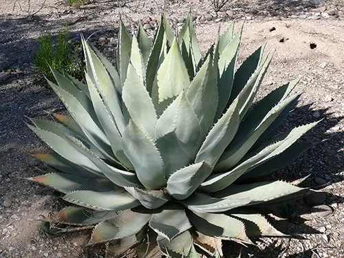 Agave parryi var. huachucensis (Huachuca Agave)