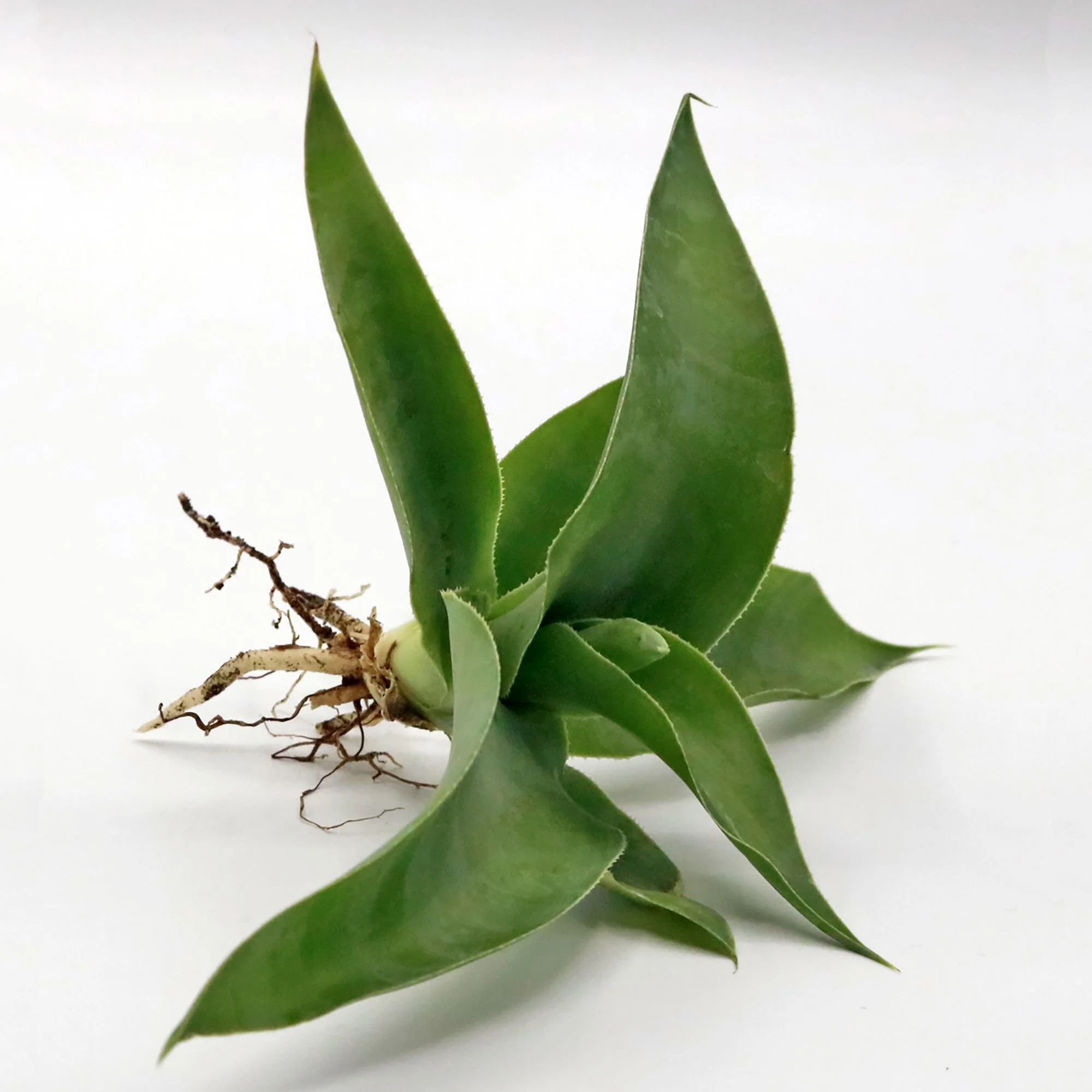 a vilmoriniana 01.jpg