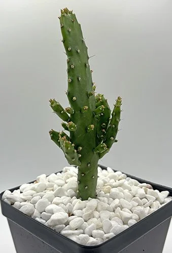 opuntia monacantha maverick 01.jpg