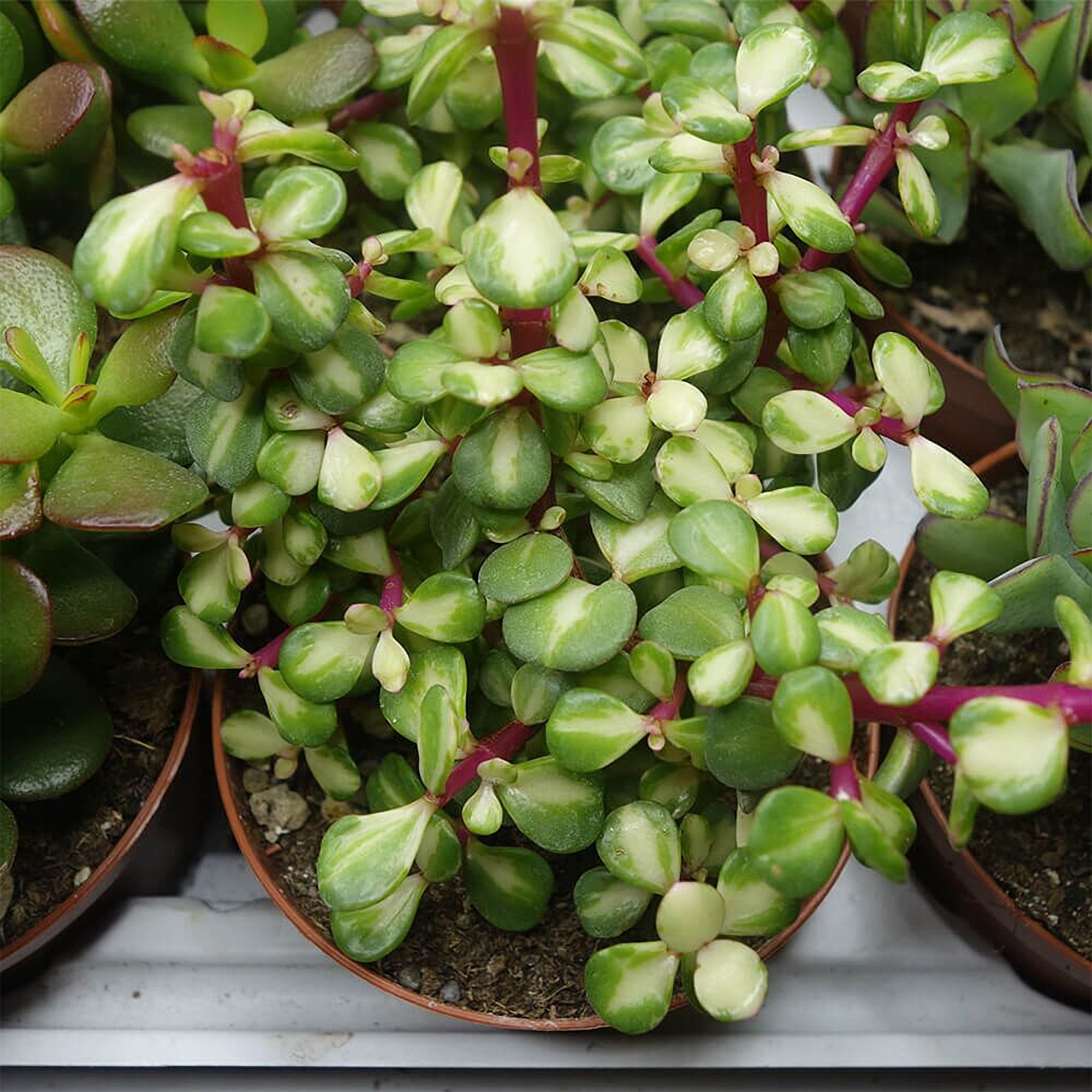 Portulacaria afra 'Medio-picta' 02.jpg